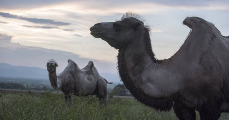 Бір түйенің бағасы 1 миллион теңгеден асып кетті – Шөкеев