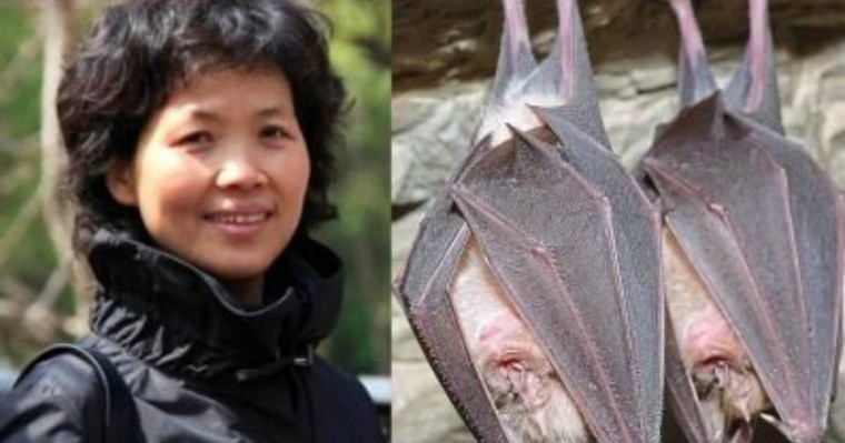 Ухань зертханасы тапқан вирустар "айсбергтің ұшы" ғана болып шықты - Қазақстан жаңалықтары