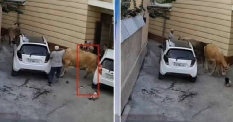 Өзбекстанның Наманған облысында сиыр ананы және бір жасар баланы басып кетті