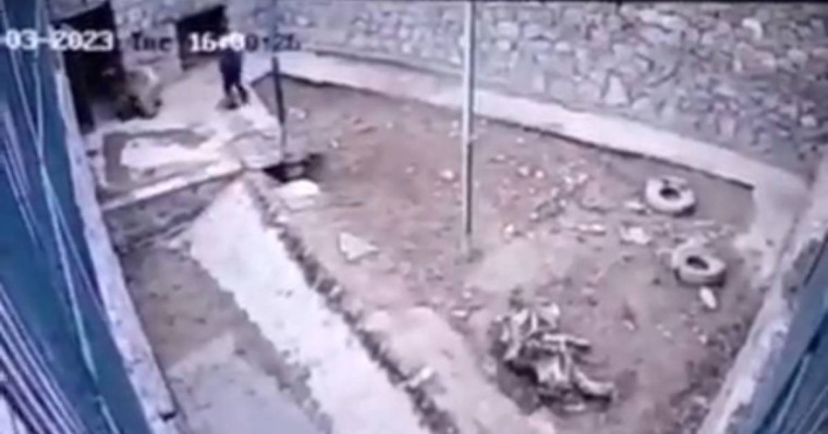 Өбекстанның хайуанаттар бағында аю қызметкерді тістеп, жұлмалап тастаған