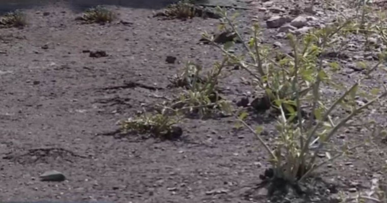 "Төселгеніне бір ай да болған жоқ" Жамбыл облысында жаңа асфальтқа шөптер шығып кеткен - Қазақстан жаңалықтары