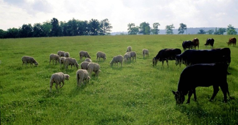 Бородулиха ауданы әкімдігі халықтың мал жаятын жерін кәсіпкерге заңсыз беріп жіберген