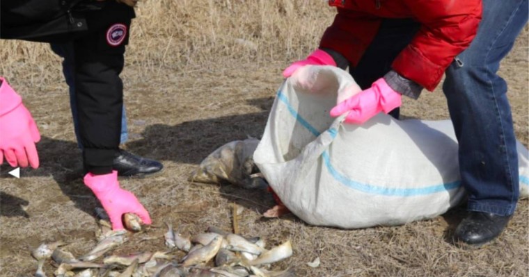 Атырауда "балықтың қырылуына" байланысты іс бойынша үкім оқылды