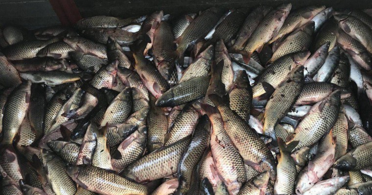 Жайықта қырылған балық. Жаңа дерек пен "даулы" сот