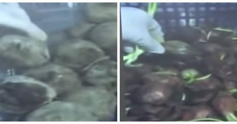 "Шіріген көкөністерден тамақ жасайды": Түркістан облысындағы интернаттан шу шықты - Қазақстан жаңалықтары