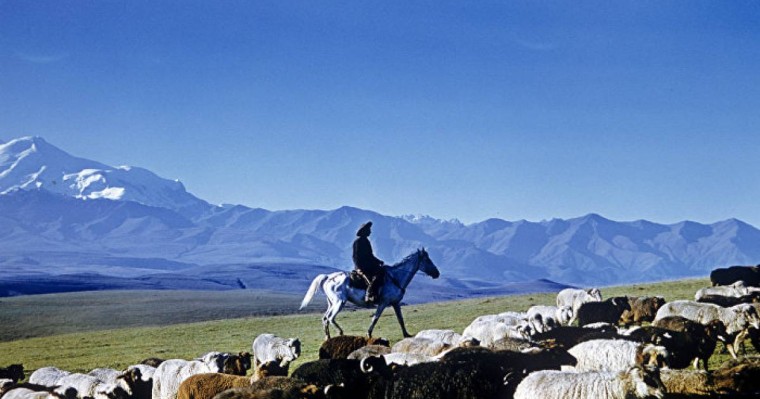 Жамбыл облысында Өзбекстан азаматы екі әйелді айуандықпен өлтіріп кетті