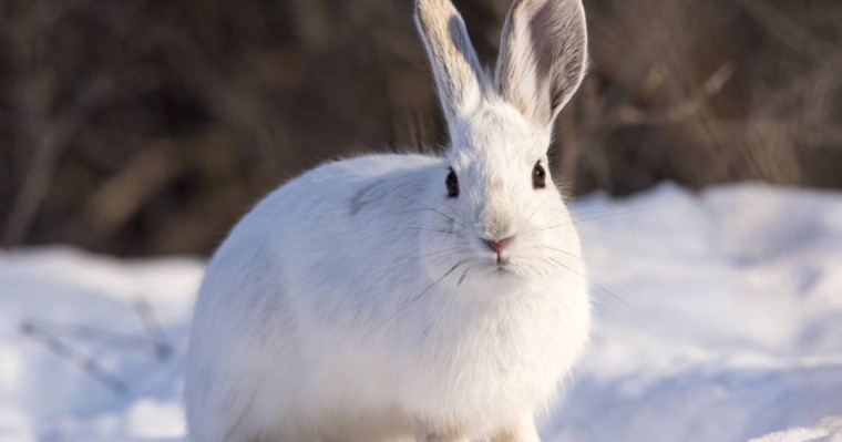 Биыл Жаңа жылда неліктен қоян сыйлауға болмайды?