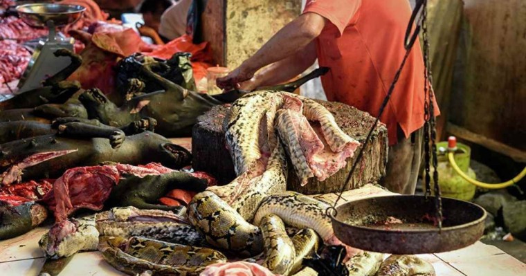 Уханьда жабайы аңдарды жеуге тыйым салынды - Қазақстан жаңалықтары