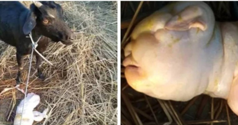 Ешкі балаға ұқсас лақ туды (фото)