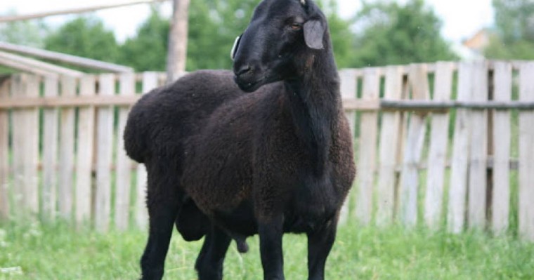 Қара қойдың өкпесі ағзадағы суықтан арылтады екен