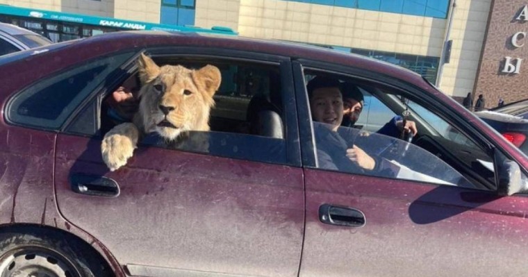 Қарағандыда көлік ішінде отырған арыстан желі оқырмандарын таңдандырды (видео)