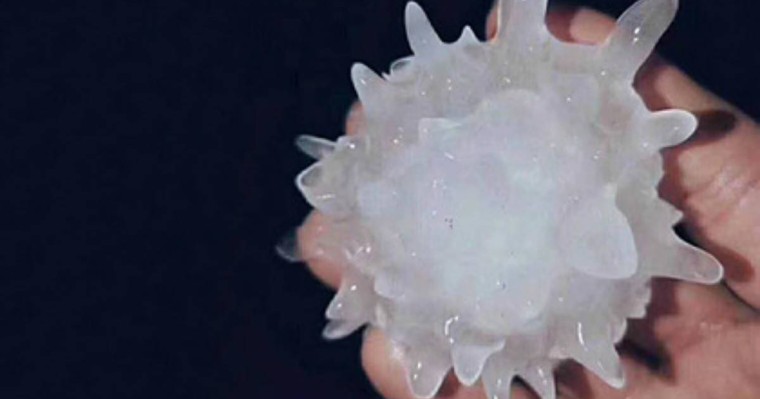 "Құдайдың жолдауы": "Коронавирусты бұршақ" адамдарды шошытты