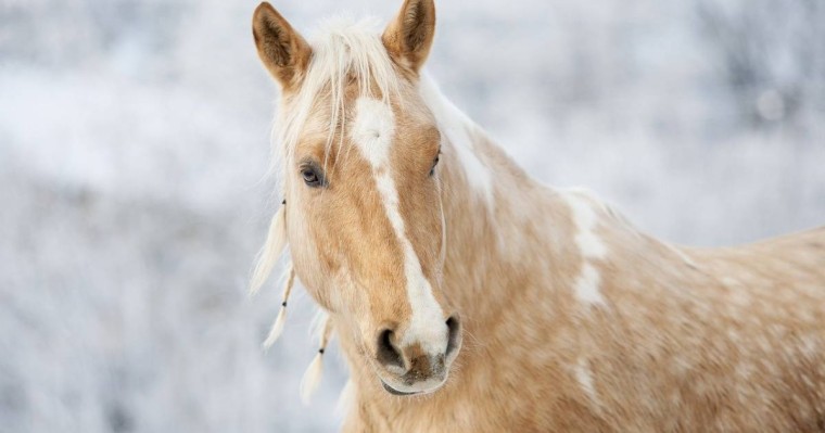"Халық білуге құқылы": Қазақстанға шетелден әкелген асыл тұқымды малдан қауіпті аурулар таралуда