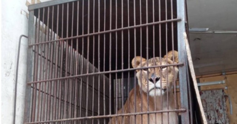 Желідегі жанжал: Ресей циркі Павлодардан кетті