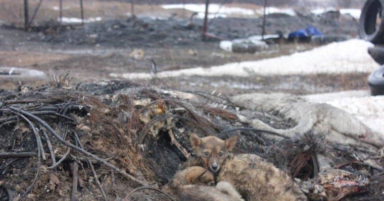 "Ит Освенцимі". Қазақстанның батысындағы иесіз жануарлардың аянышты жағдайы
