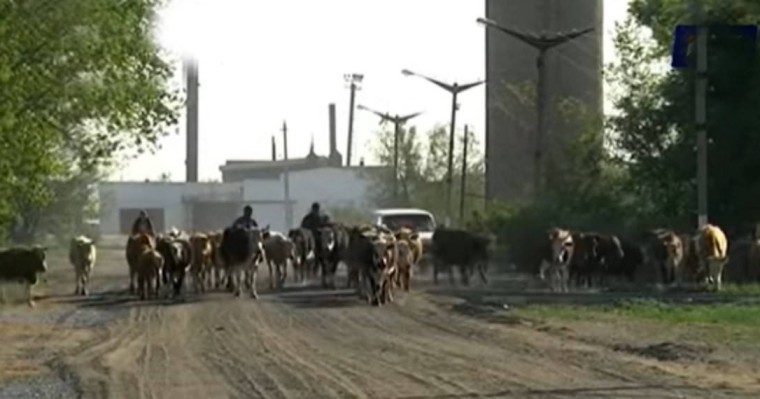 Павлодар облысыда ауыл тұрғындары әкімдікке сиырларды айдап апарып, наразылық акциясын ұйымдастырды - Қазақстан жаңалықтары