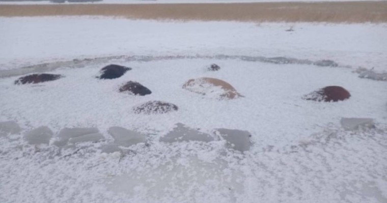 СҚО-да 50 жылқы мұз астына түсіп өлді