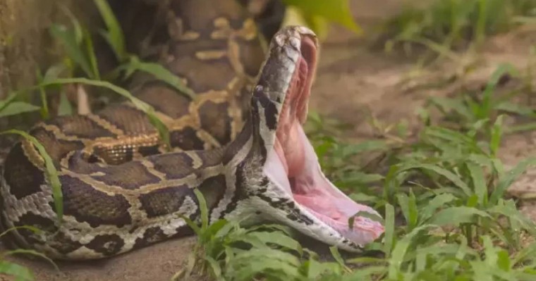 Қолымен жылан ұстаған 85 жастағы әже жұртты тәнті етті (ВИДЕО)