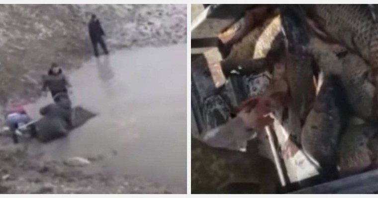 Мамандар Сардобадан ағып келген балықтарды тұтынуға болмайтынын айтып, дабыл қағуда - Қазақстан жаңалықтары