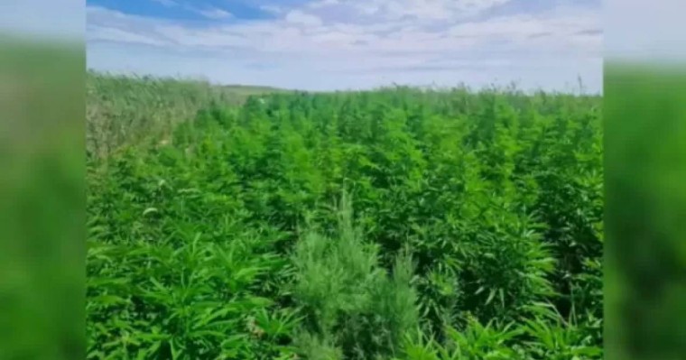 Жетісайдың полициясы әкесі мен ұлының заңсыз «бизнесін» әшкере етті