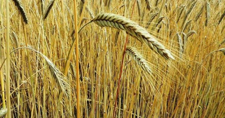 Қазақстан астық пен ұн экспортына қойылған шектеуді алып тастайды 