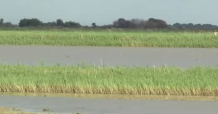 Қызылорда облысында күріш дақылдарына өлім қаупі төнді - Қазақстан жаңалықтары