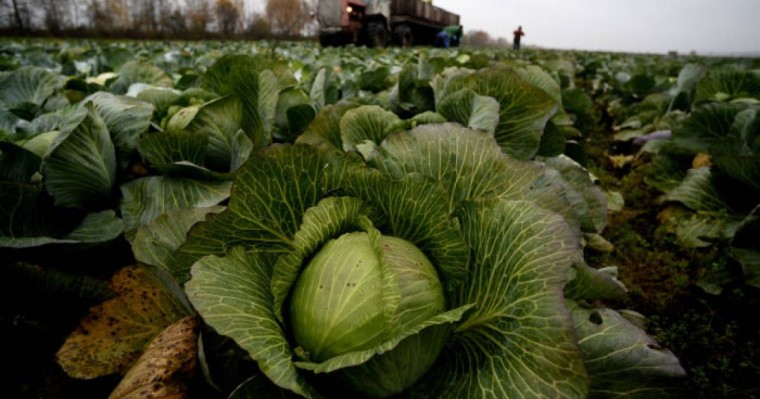 Мақтаарал кәсіпкері гуманитарлық көмек жеткізгендерге 600 тонна қырыққабат таратады