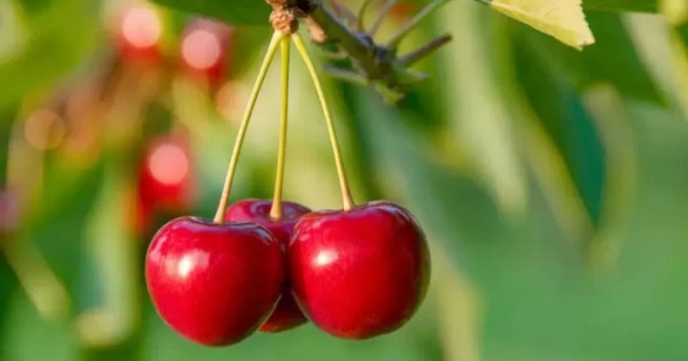 «15 мың теңгеге шие алып жемеймін»: шенеунік Қазақстандағы бағалар қалай «құбылатынын» айтты