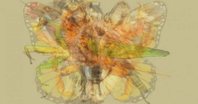 Өзіңіз туралы біліңіз: Суреттен бірінші не көрдіңіз?