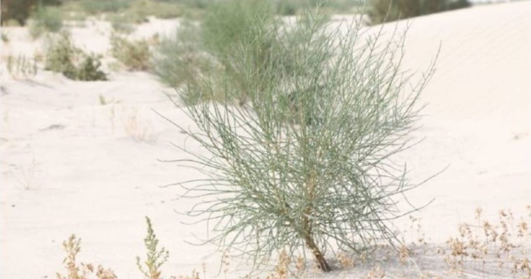 Қазақ пен өзбек Аралды орманға айналдырады