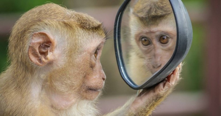 Алматының маймылдары сурет салады