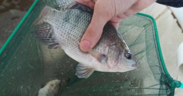 Мақтааралда балық аулауға тыйым салынды