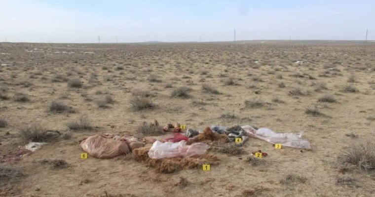 Қызылорда облысында 9 түйені атып, сойып алған қылмыскерлер ұсталды