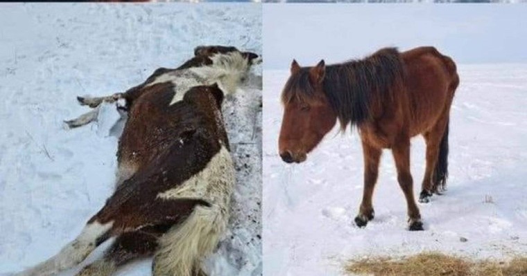 Қымызымен аты шыққан Жаңарарқада жылқы қырылып жатыр