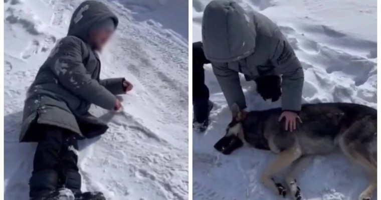 Теміртауда үйсіз иттерді балалардың көзінше атқан: Шок алған баланың анасы арыз жазды