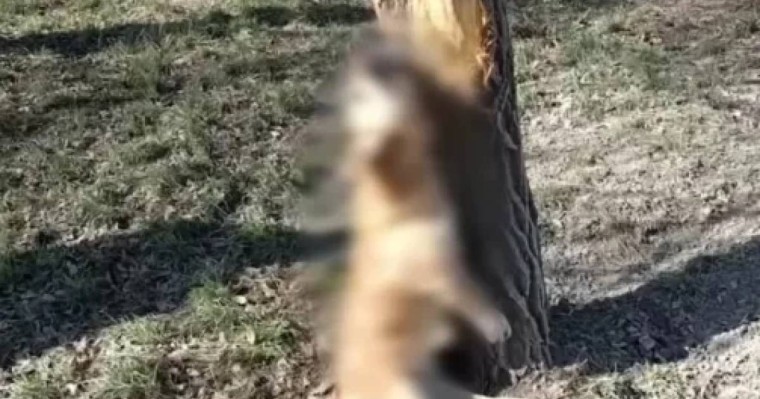 Семейде қаскөйлер итті ағашқа асып, азаппен өлгенін күткен