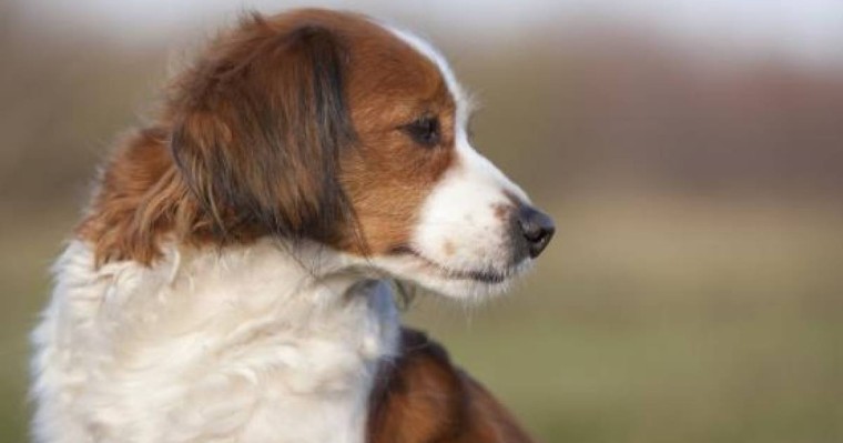 Орал тұрғыны ит зорлаған