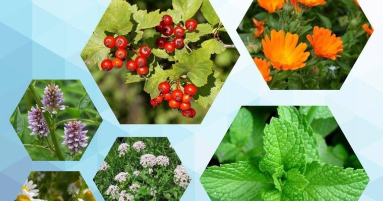 Сарқан ауданында дәрілік шөптерден 149 тонна өнім жиналған