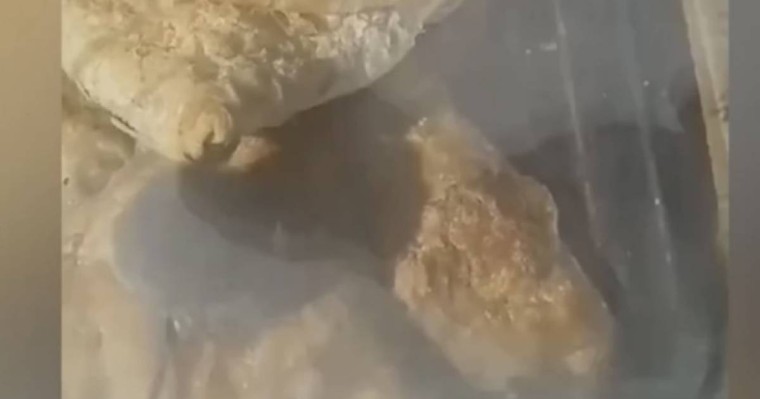 “Самсаның арасында тышқандар өріп жүр”: Семей базарындағы дүңгіршектің видеосы тарады