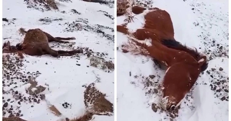 Ақмола облысында жылқылар аштан қырылып жатыр