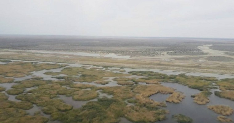 Кіші Аралдың экологиясы жақсарды - Қазақстан жаңалықтары