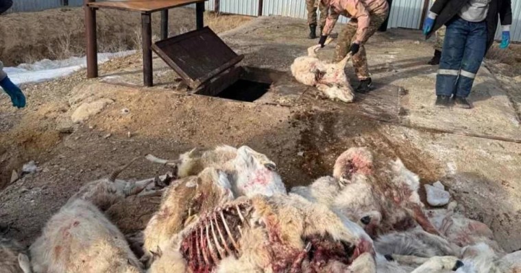 Ұлытау облысында үш мың киіктің өлексесі табылған