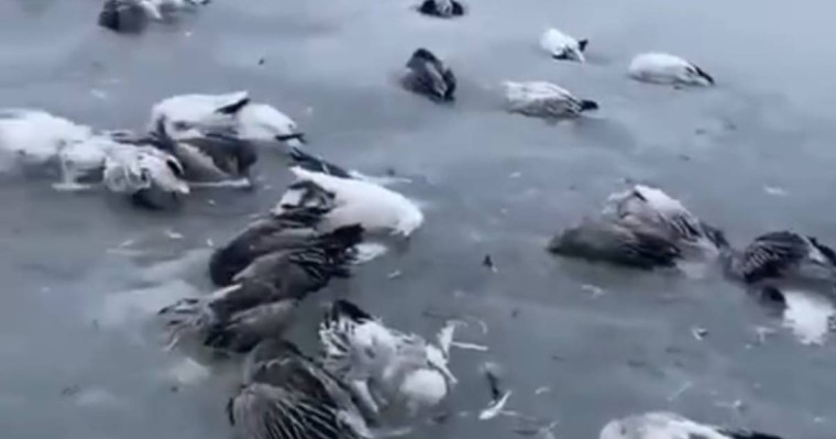 Желіде аяздан құстардың өзен-көлде қатып қалған видеосы тарады(видео)