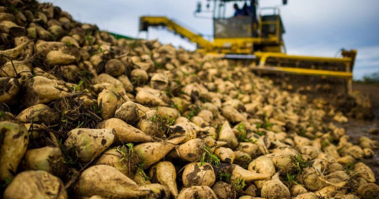 Алматы облысында қант қызылшасы алқабының көлемі өседі