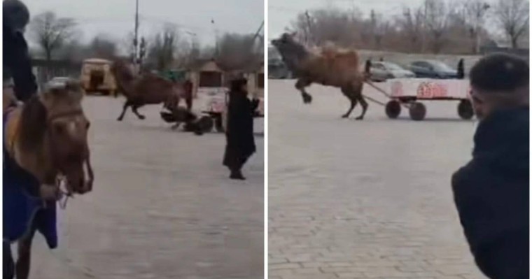 Балқаштағы алаңда мереке кезінде түйе ер адамды таптап кете жаздады (видео)