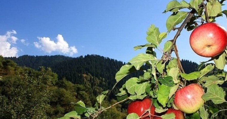 Тоқаев: Алматы алмалары бүкіл әлемге танымал ұлттық брендке айналуы мүмкін