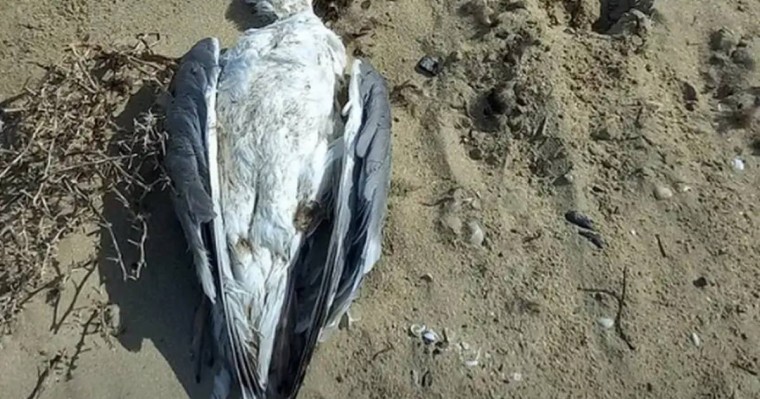 Маңғыстауда теңіз жағалауынан табылған құстардың неден өлгені белгілі болды