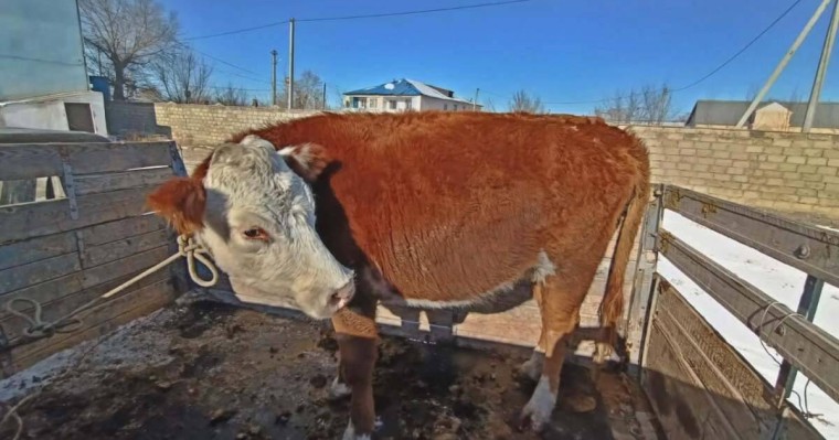 ШҚО-да көлікке сиыр тиеп алған ұры ұсталды (ВИДЕО)