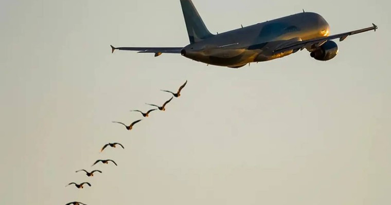 Фукуок-Астана бағытындағы ұшақ құспен соқтығысты