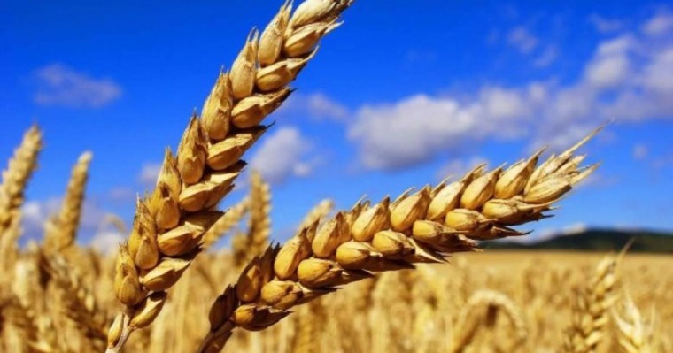 12%-ға қымбаттаған нан бағасының қашан төмендейтіні белгілі болды